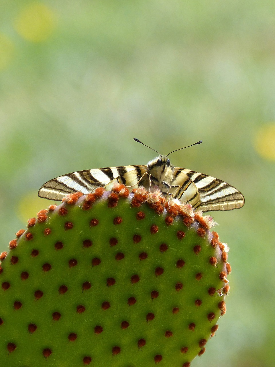 machaon cactus butterfly queen free photo