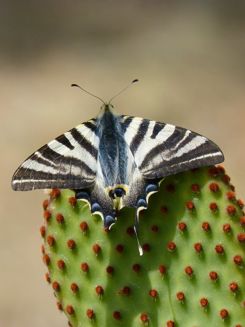 machaon cactus butterfly queen free photo