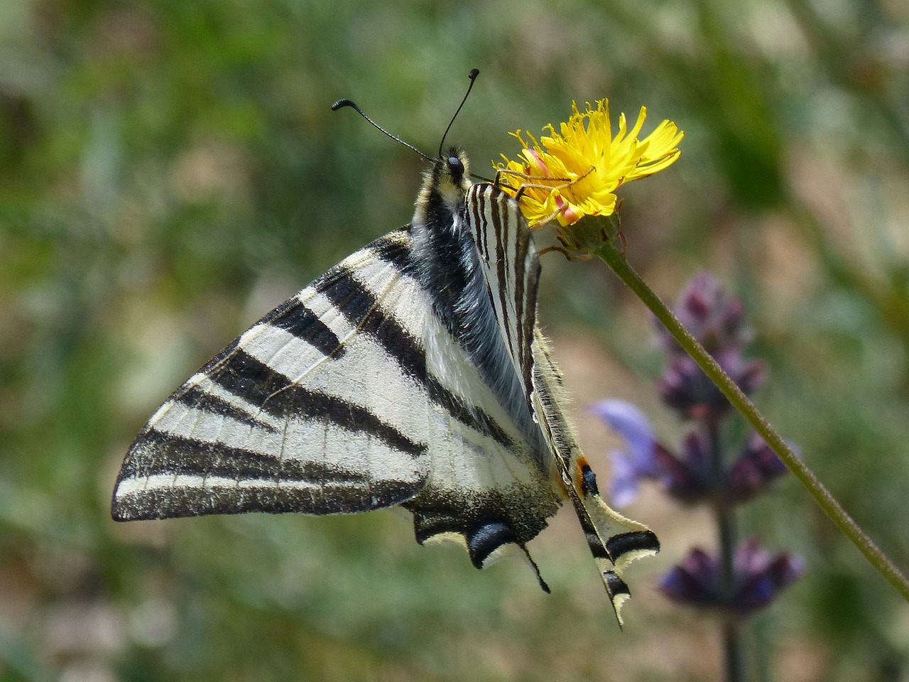 machaon butterfly queen libar free photo