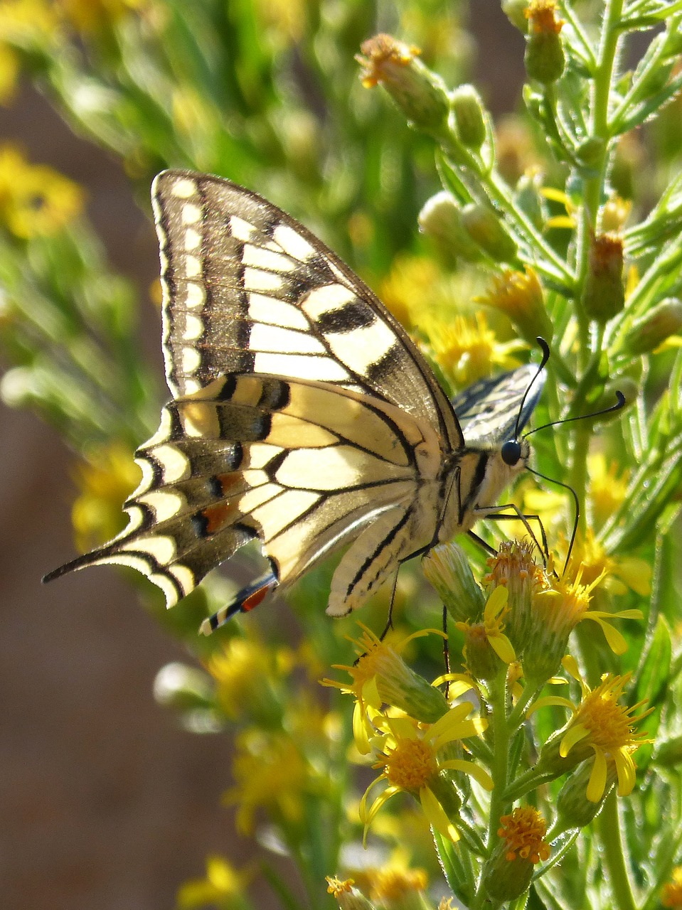 machaon papilio machaon butterfly free photo