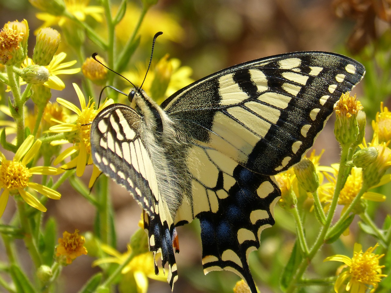 machaon papilio machaon butterfly free photo