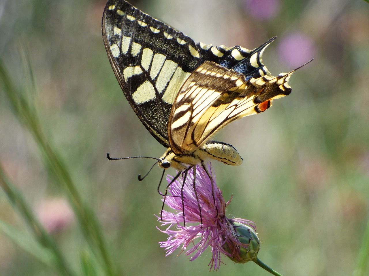 machaon papilio machaon butterfly queen free photo