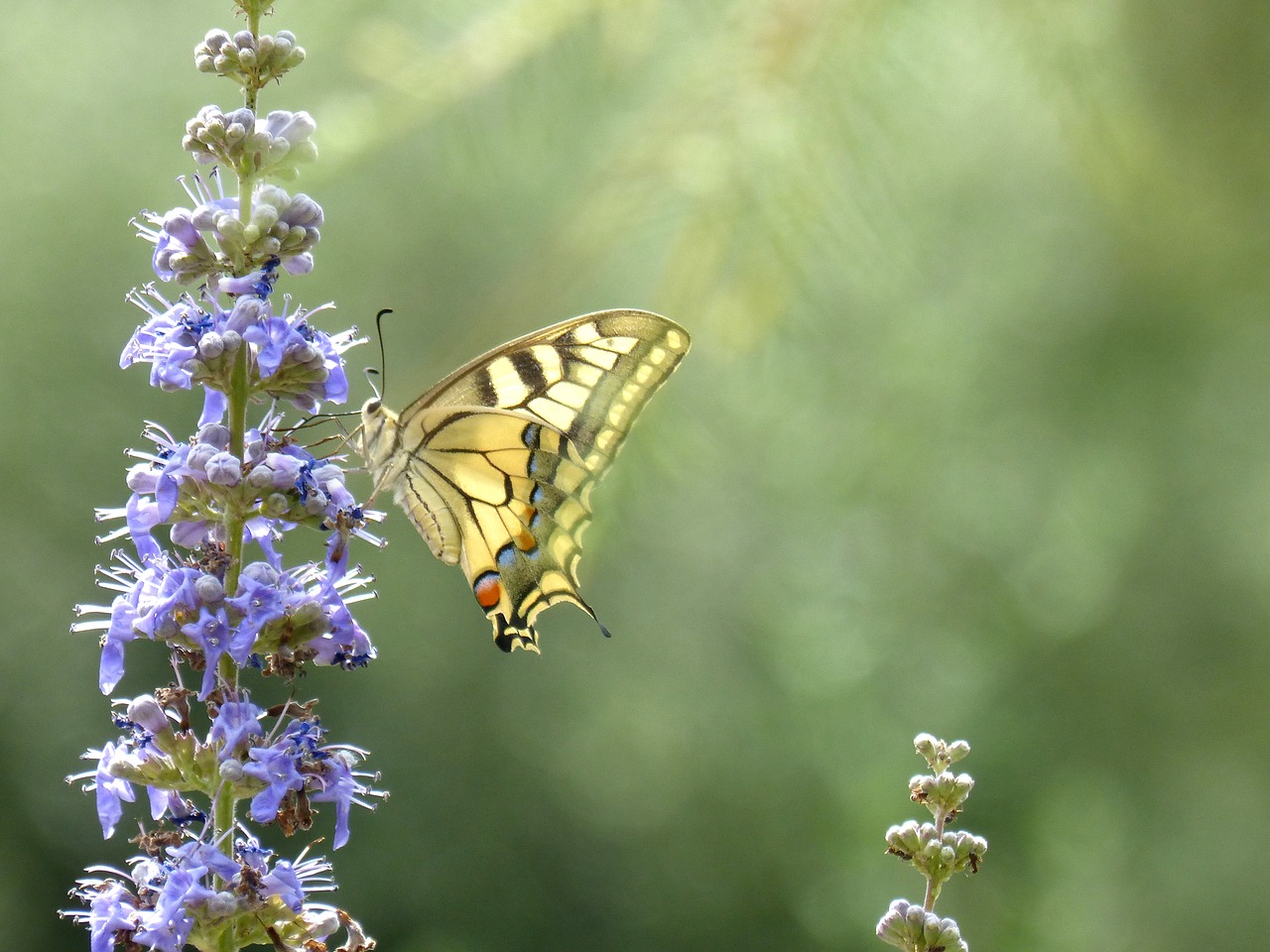 machaon papilio machaon butterfly queen free photo