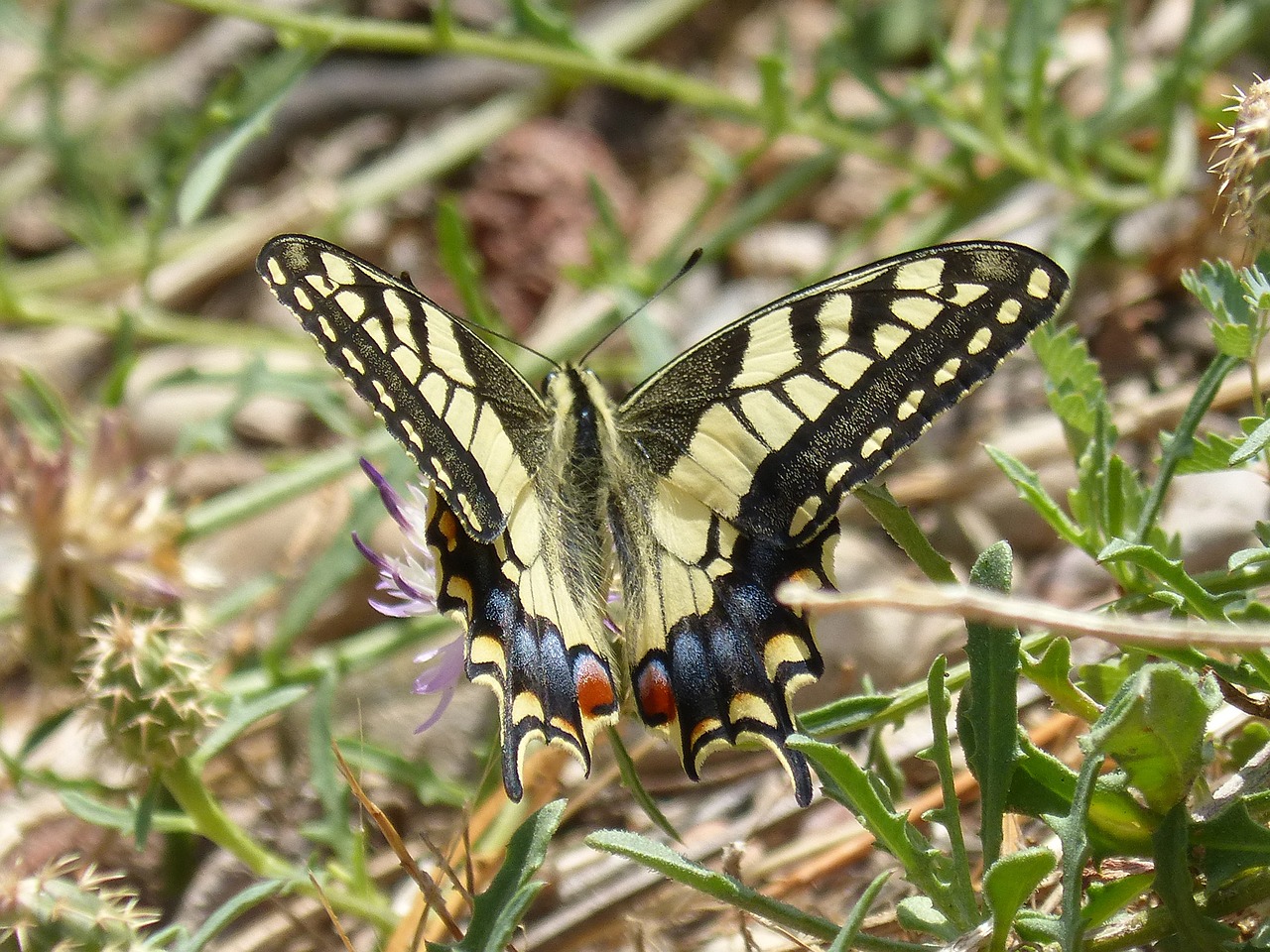 machaon butterfly queen flower free photo