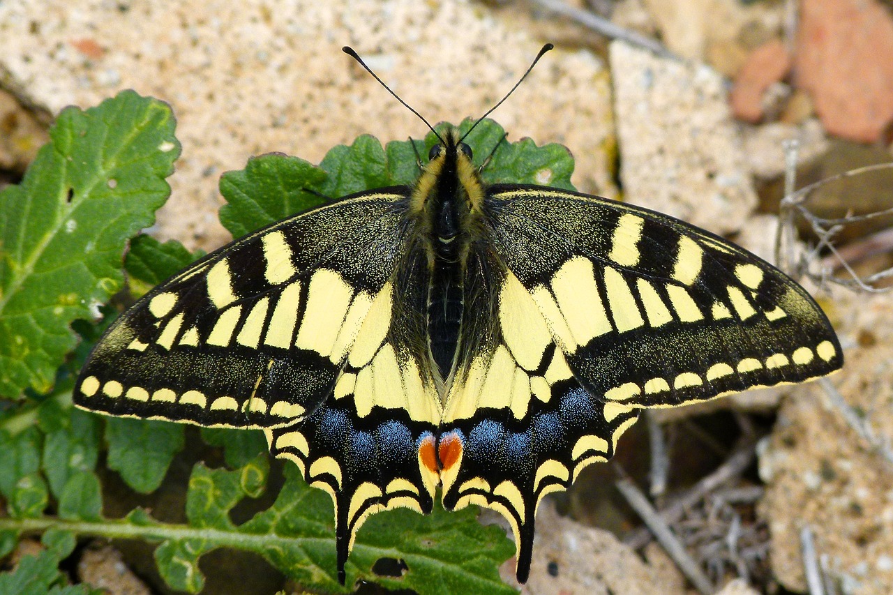 machaon butterfly queen butterfly free photo