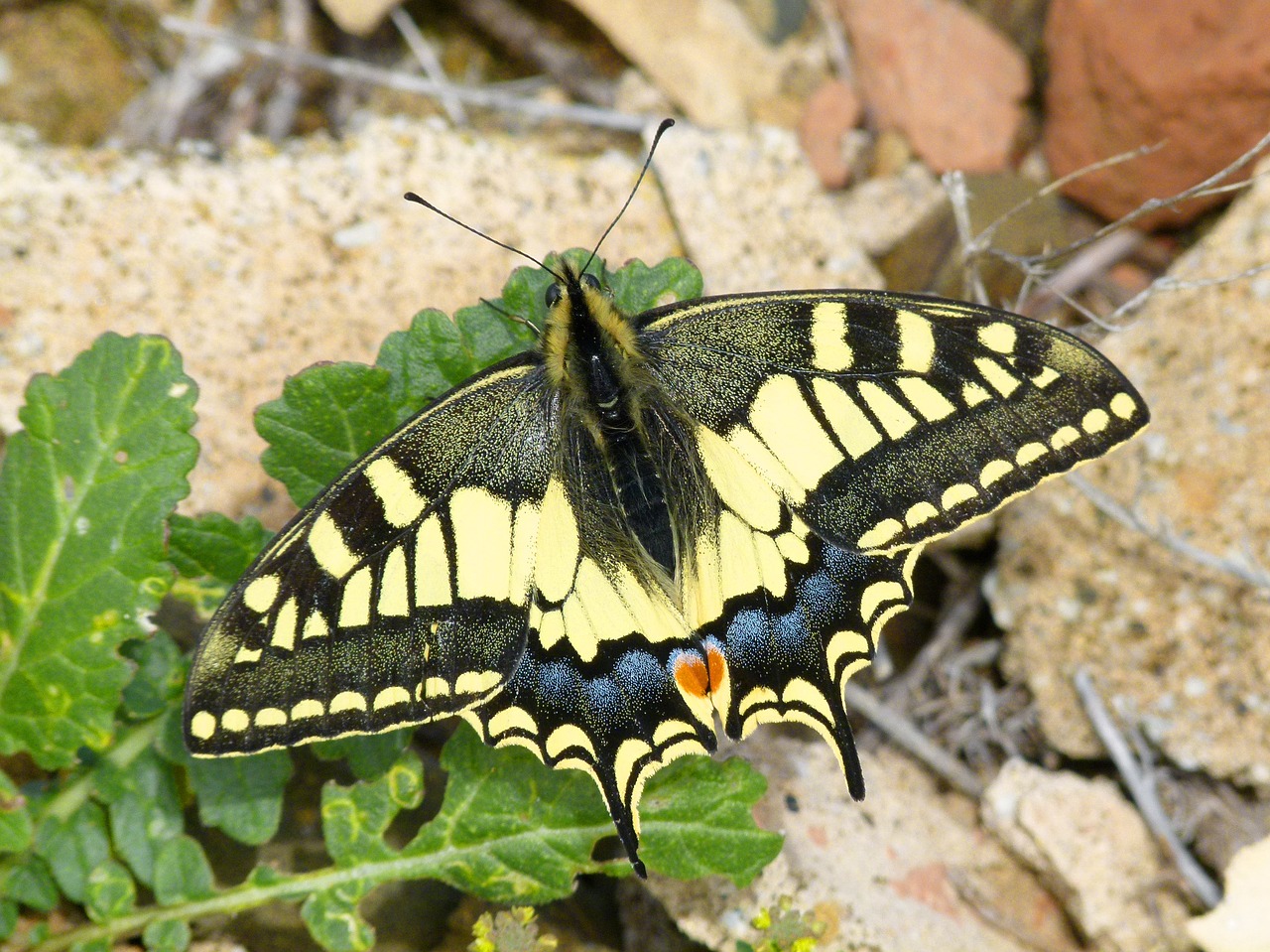 machaon butterfly queen butterfly free photo