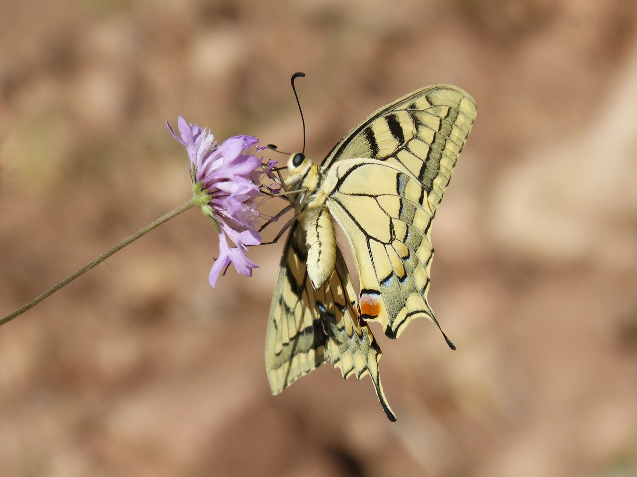 machaon  butterfly queen  papilio machaon free photo