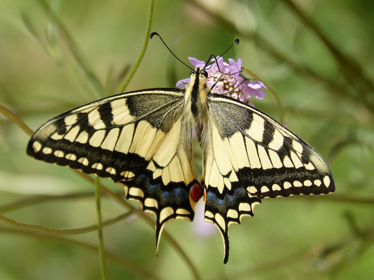 machaon  butterfly queen  papilio machaon free photo