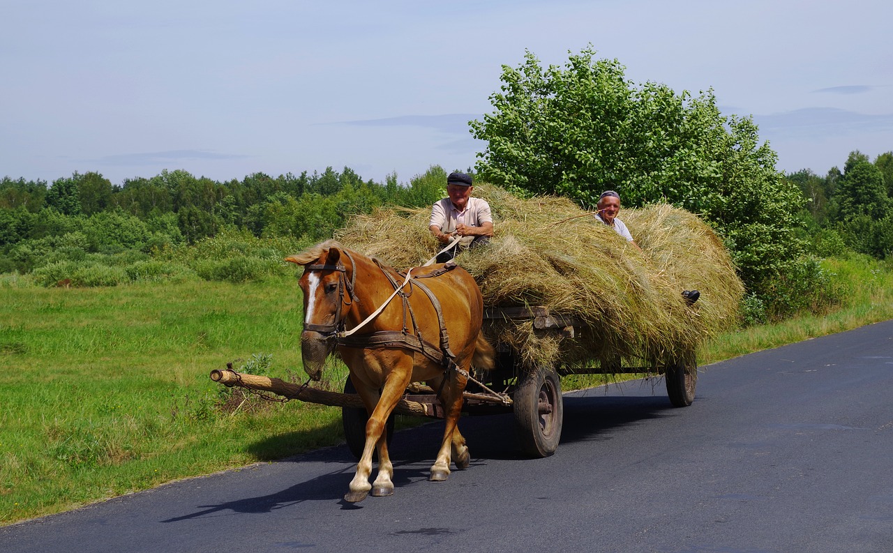 machine hay horse  cart horse  hay free photo