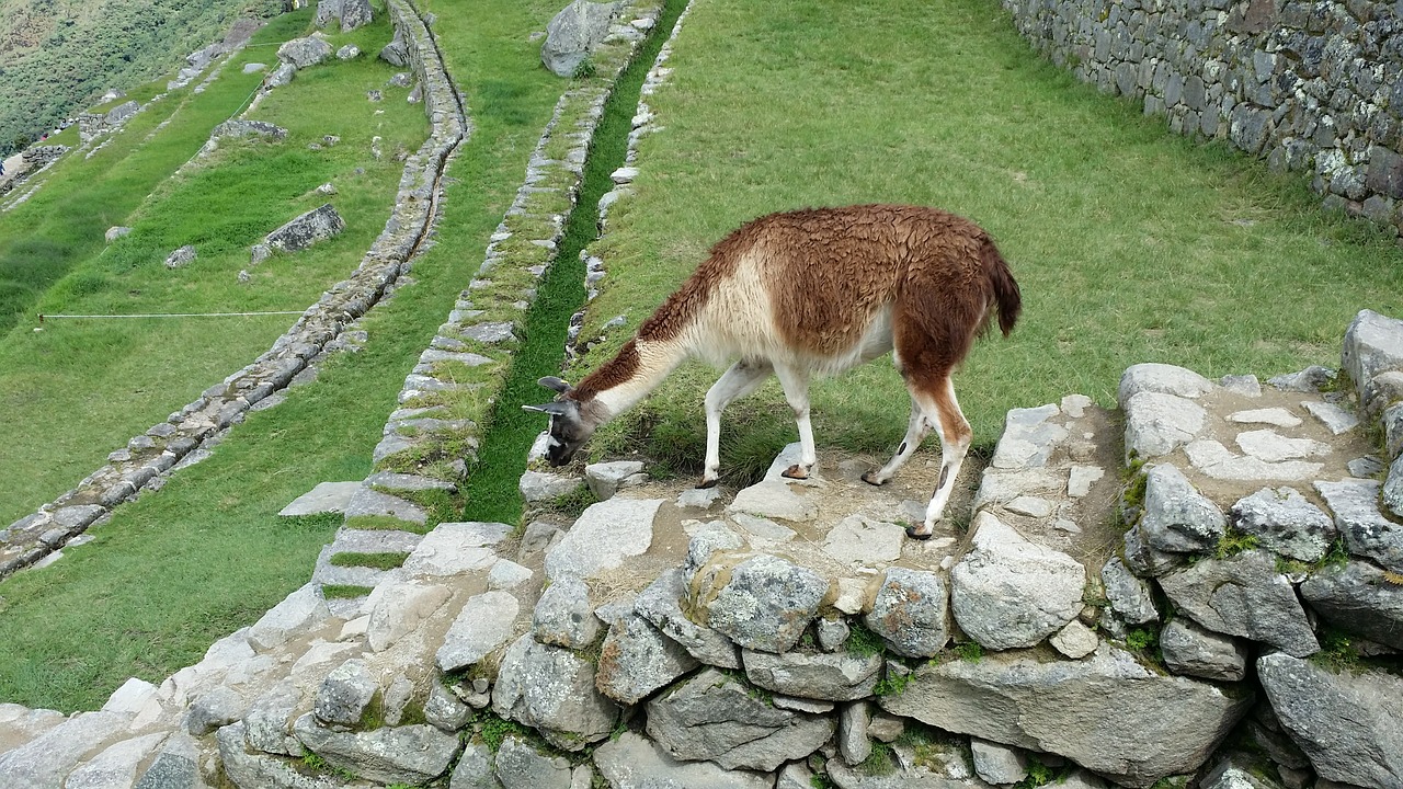machu picchu's llama move stone steps free photo