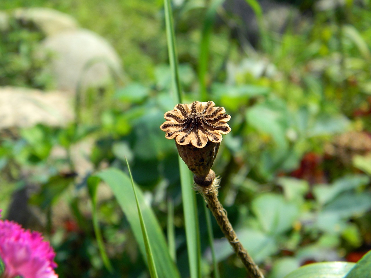 mack box seed capsule free photo