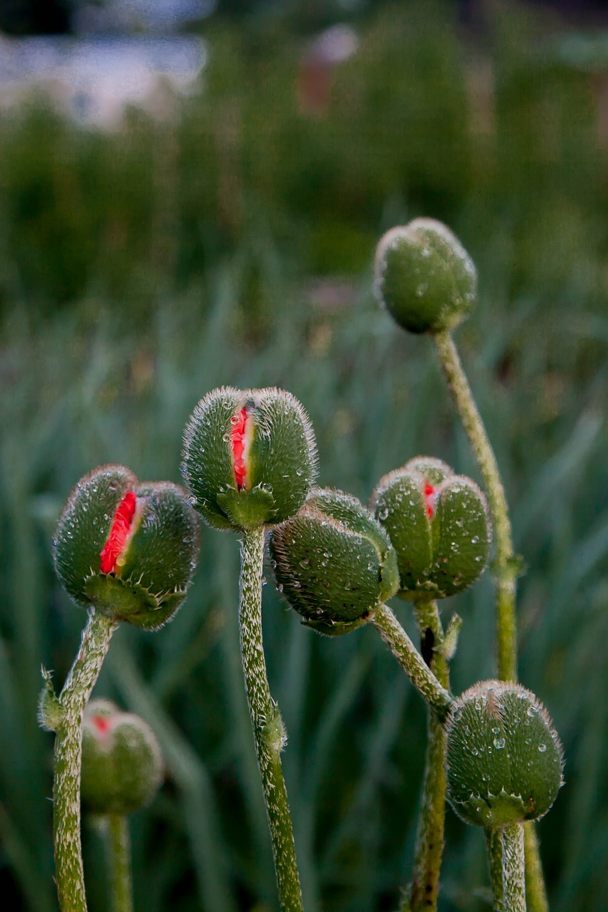 mack bud summer flowers free photo