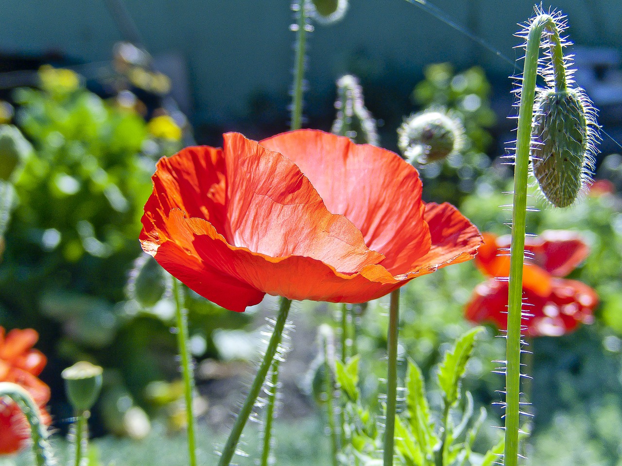 mack red flower nature free photo