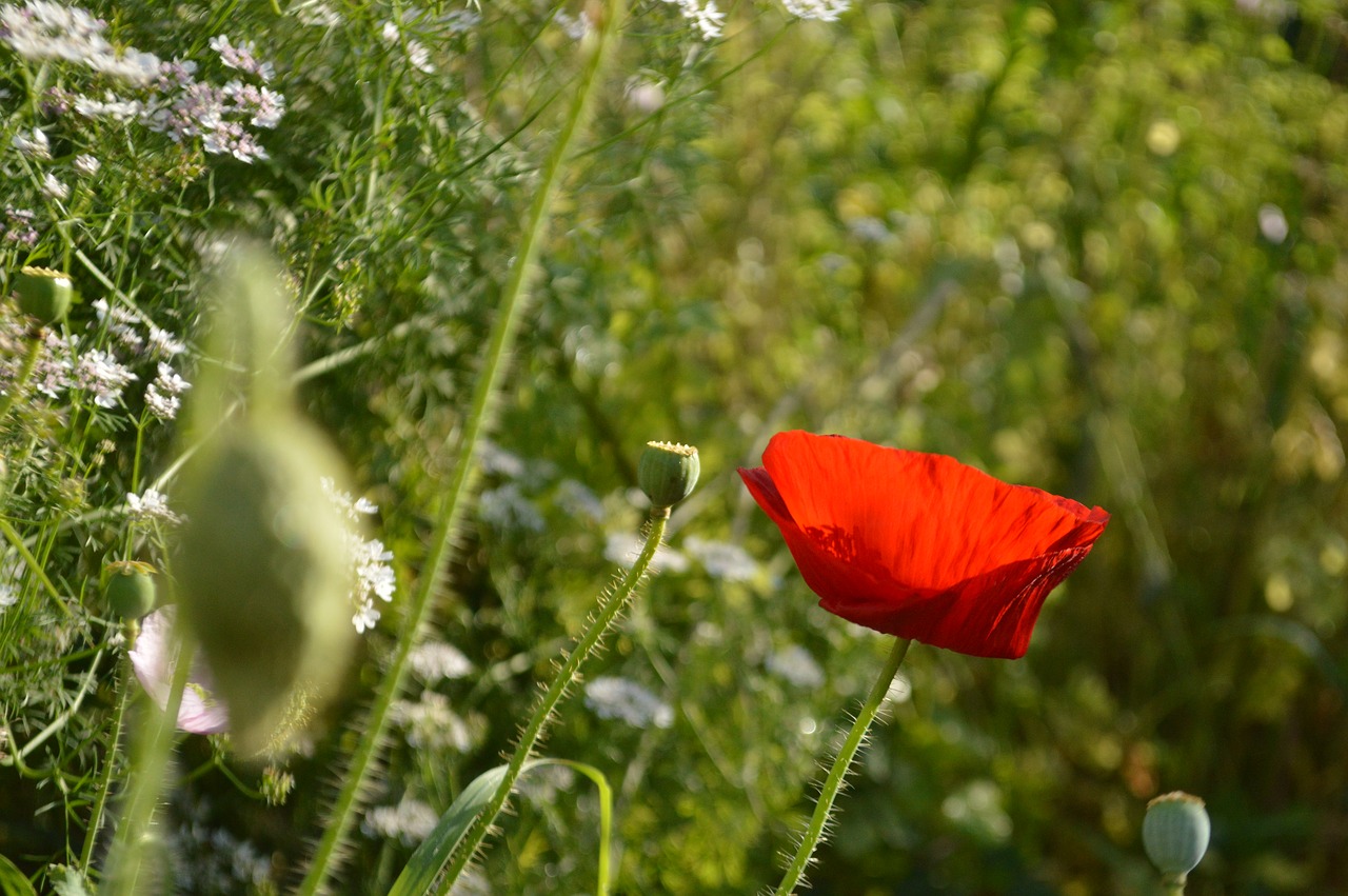 mack garden summer free photo