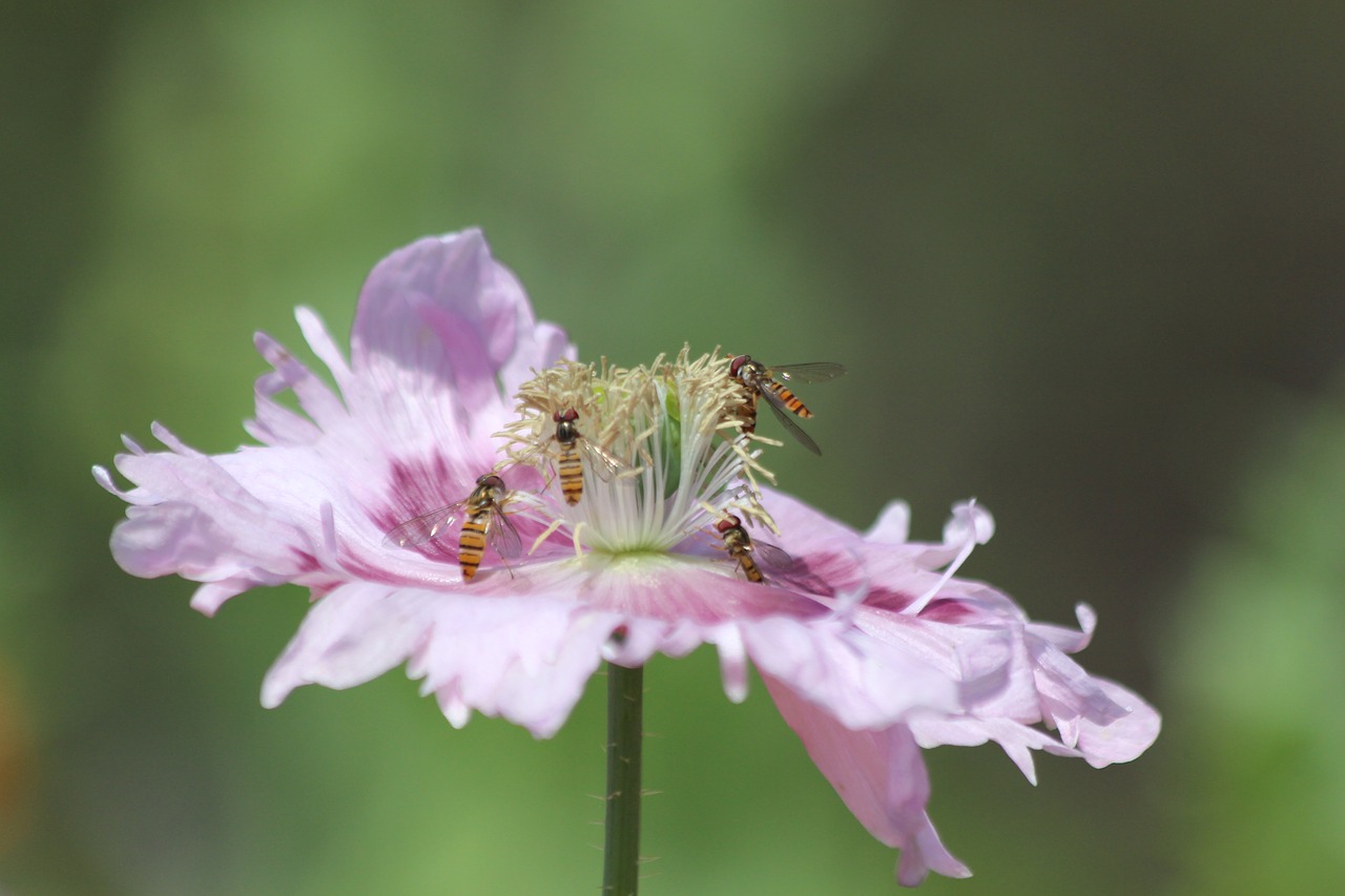 mack  lilac poppy  insects free photo