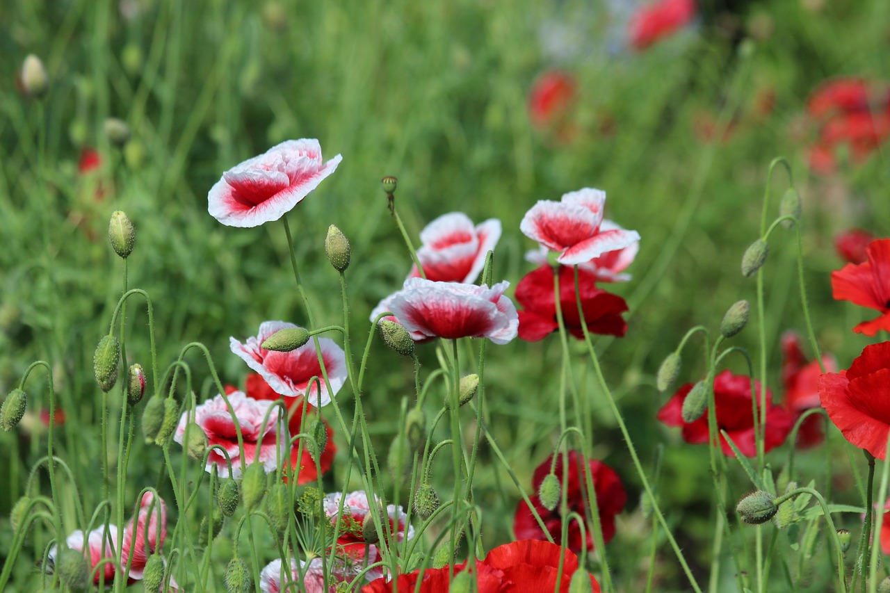 mack  red poppy  plant free photo