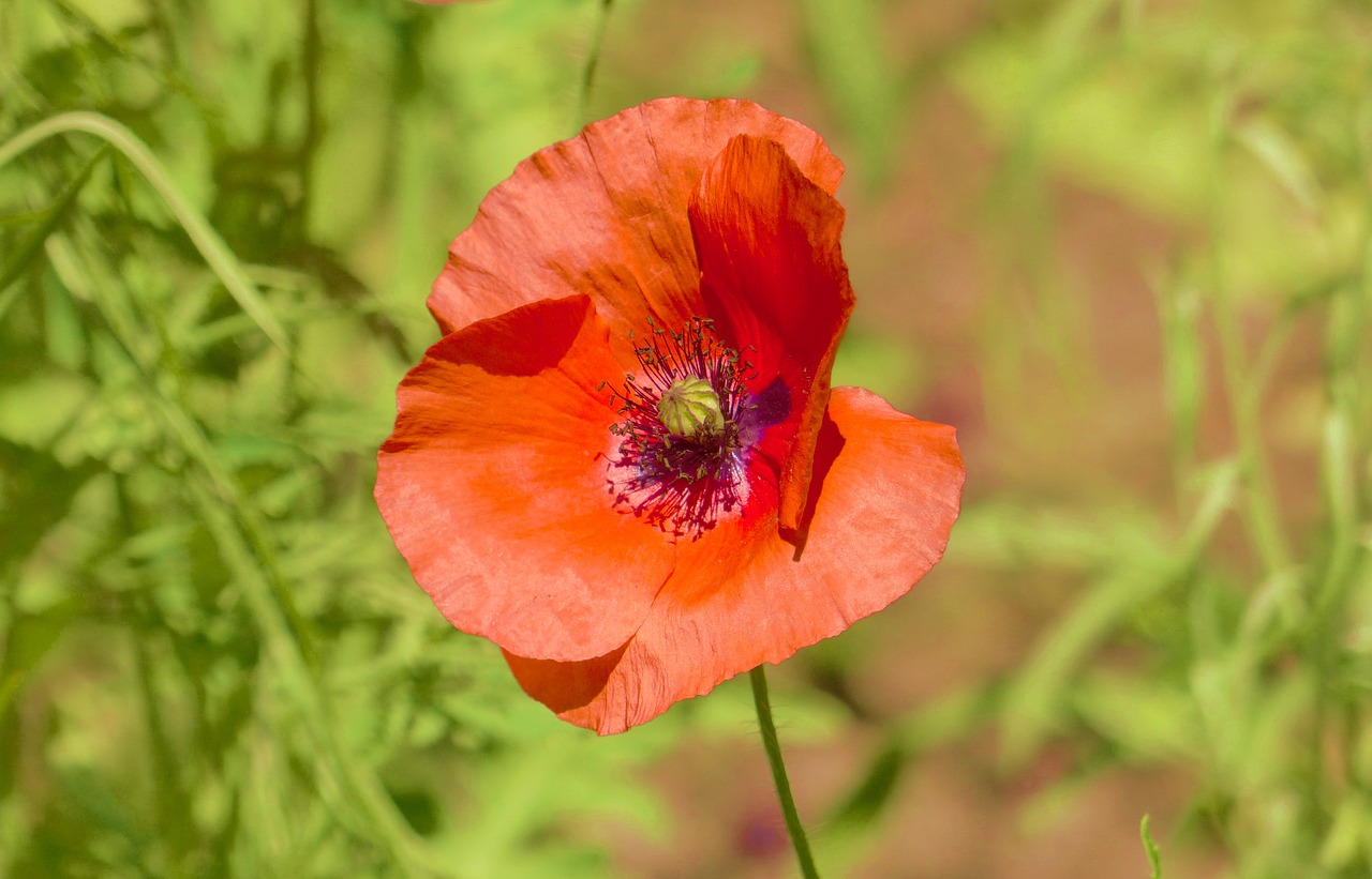 mack  red  flower free photo