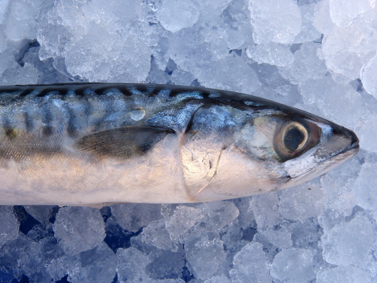 mackerel fish ice free photo