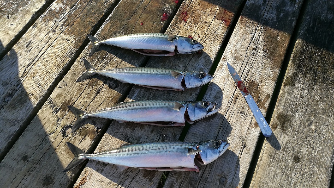 mackerel exempt fish free photo