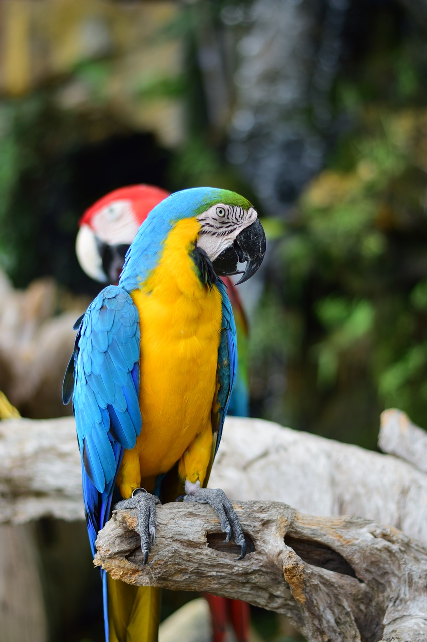 macow  bird  parrot free photo