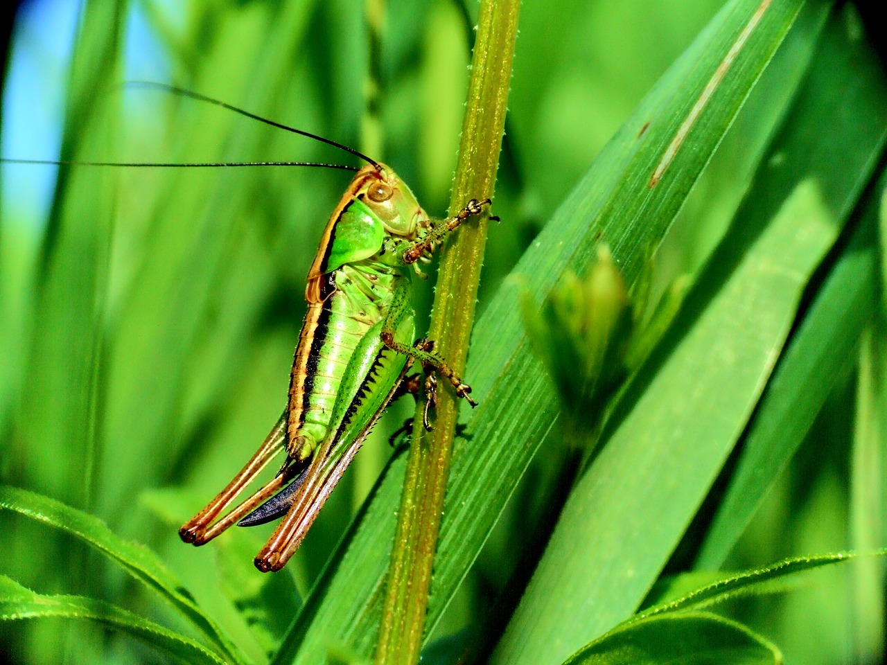 macro grasshopper insect free photo