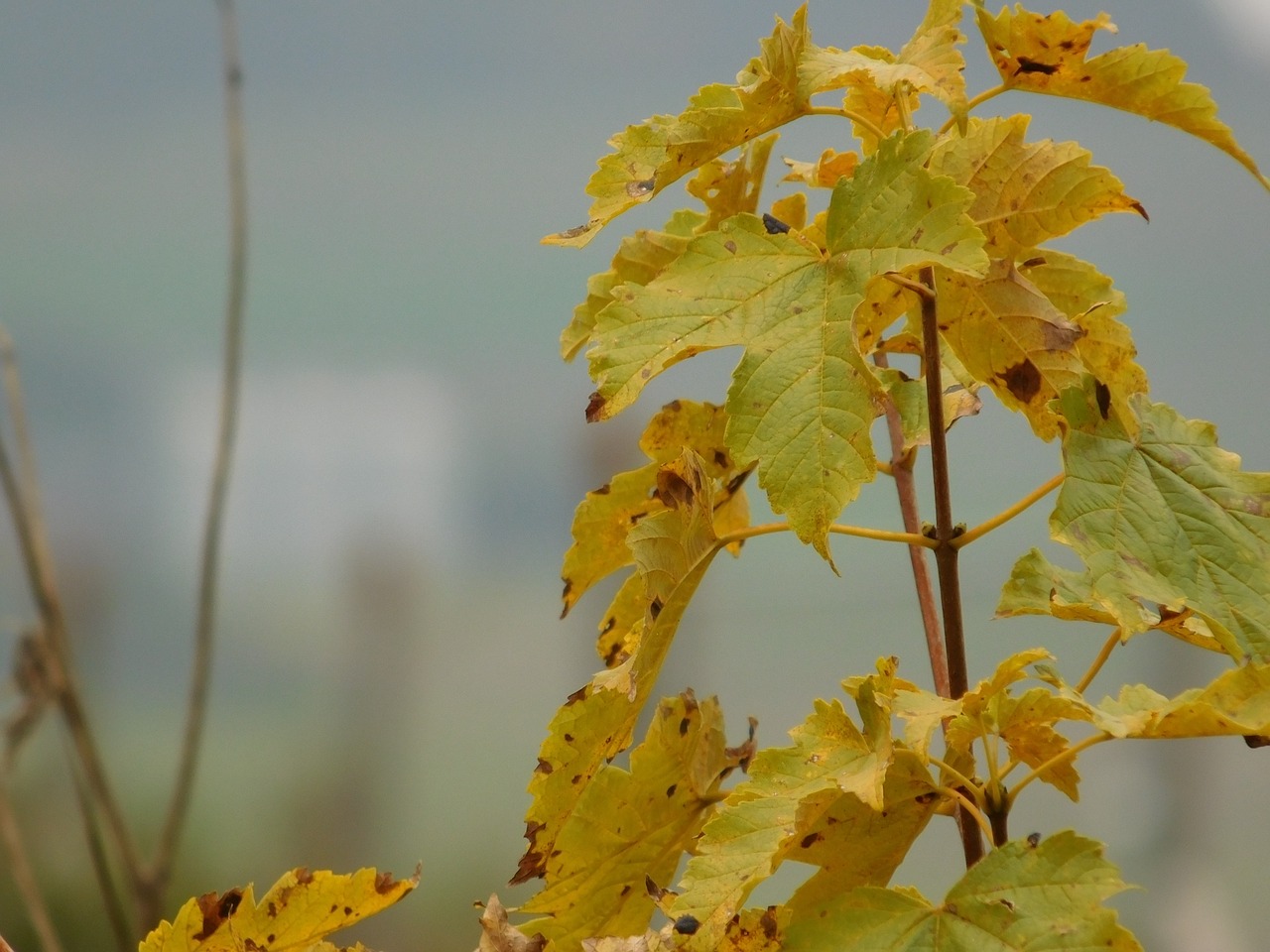 macro autumn colours leaves free photo