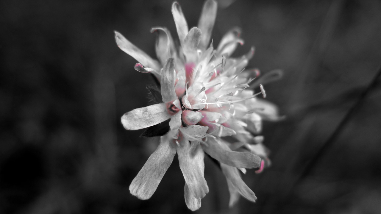 macro flower black and white free photo