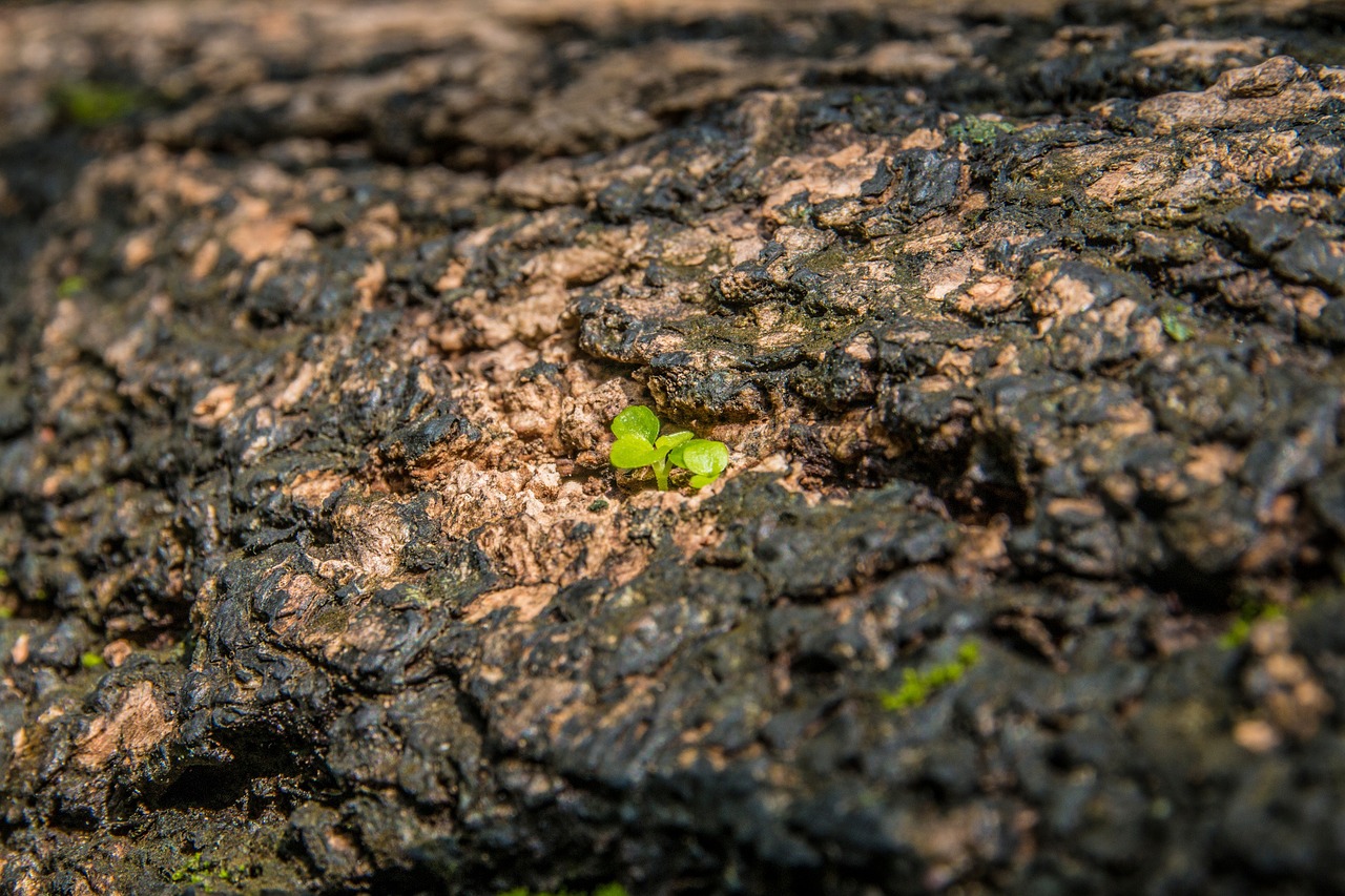 tree bark macro free photo