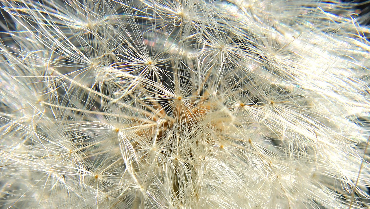 macro dandelion flower free photo