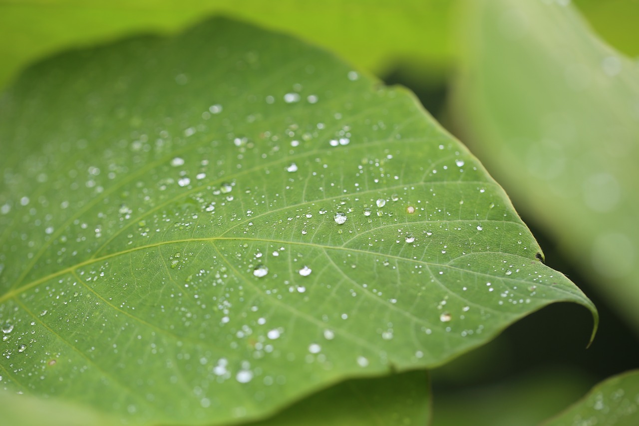 macro misty plant free photo