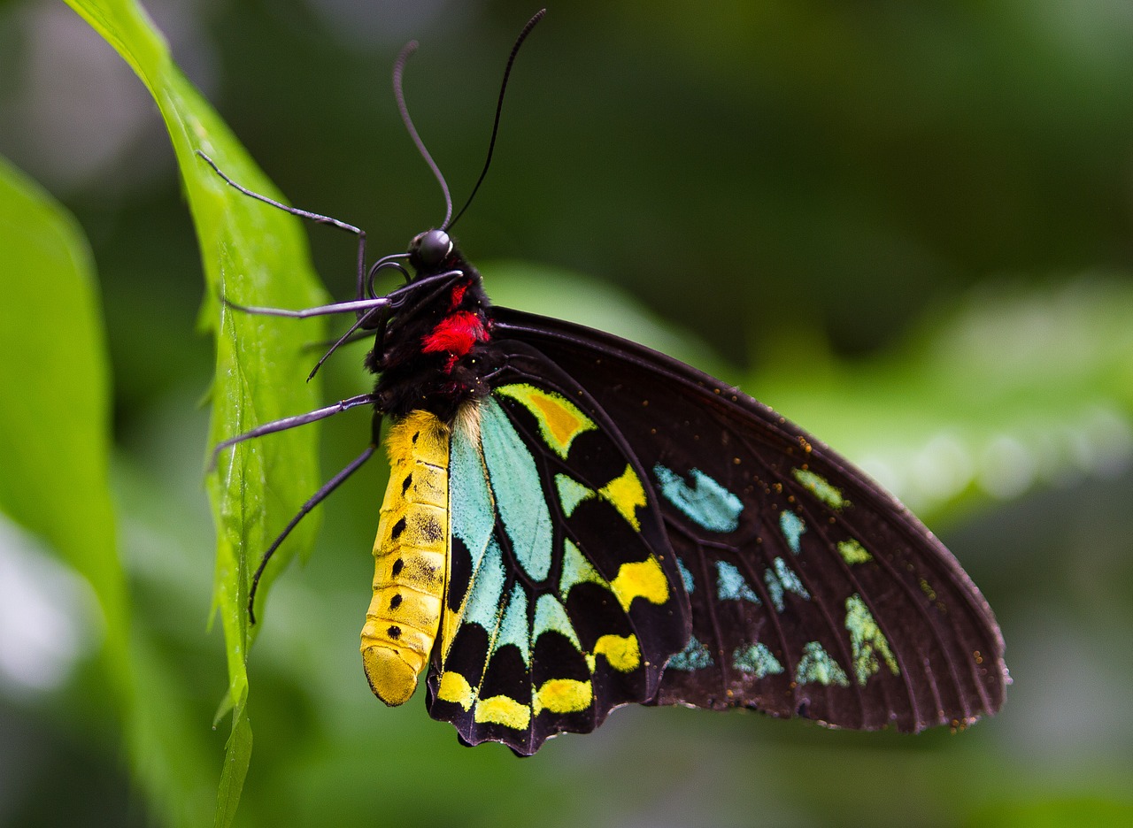 butterfly macro animal free photo