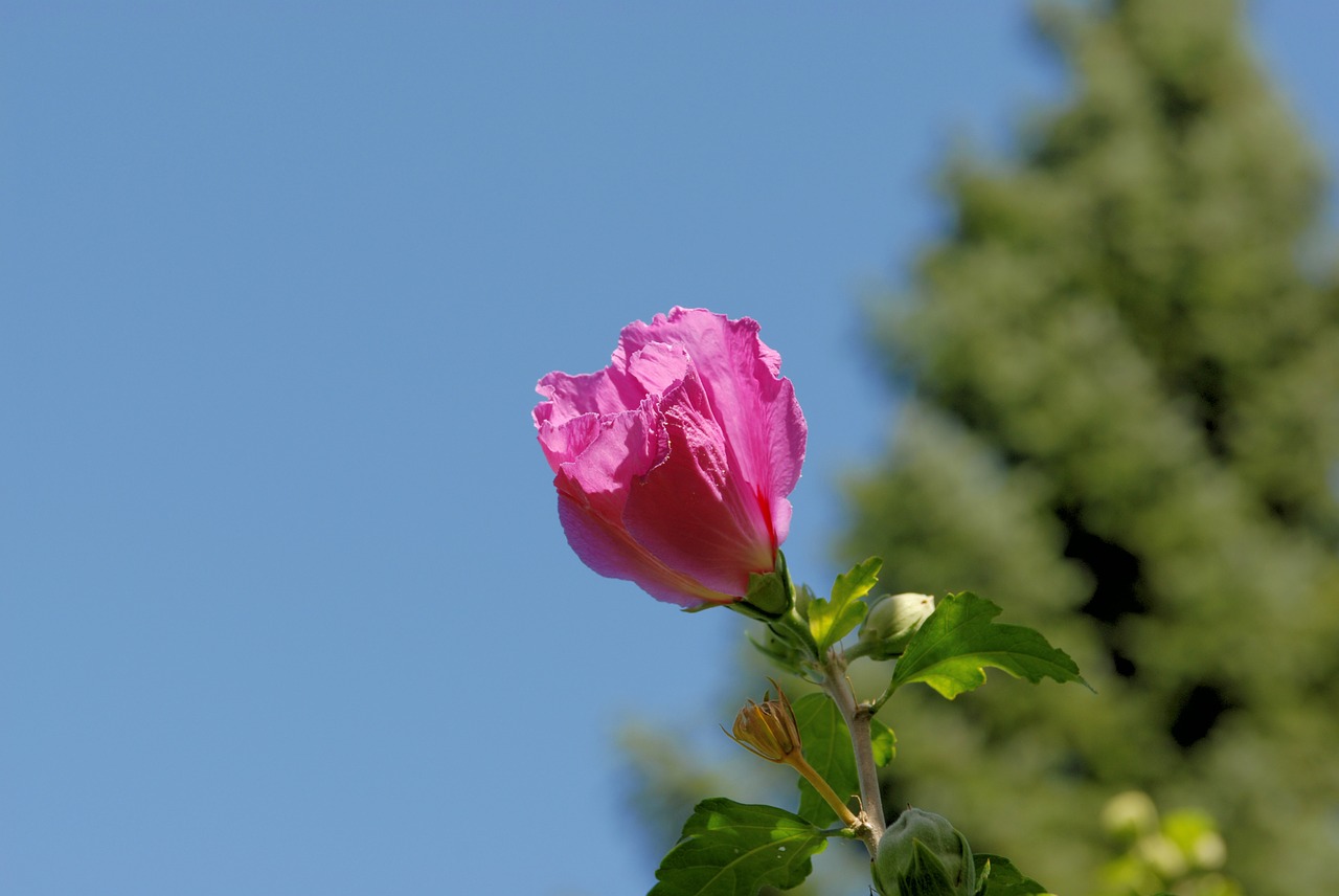 macro flower plant free photo