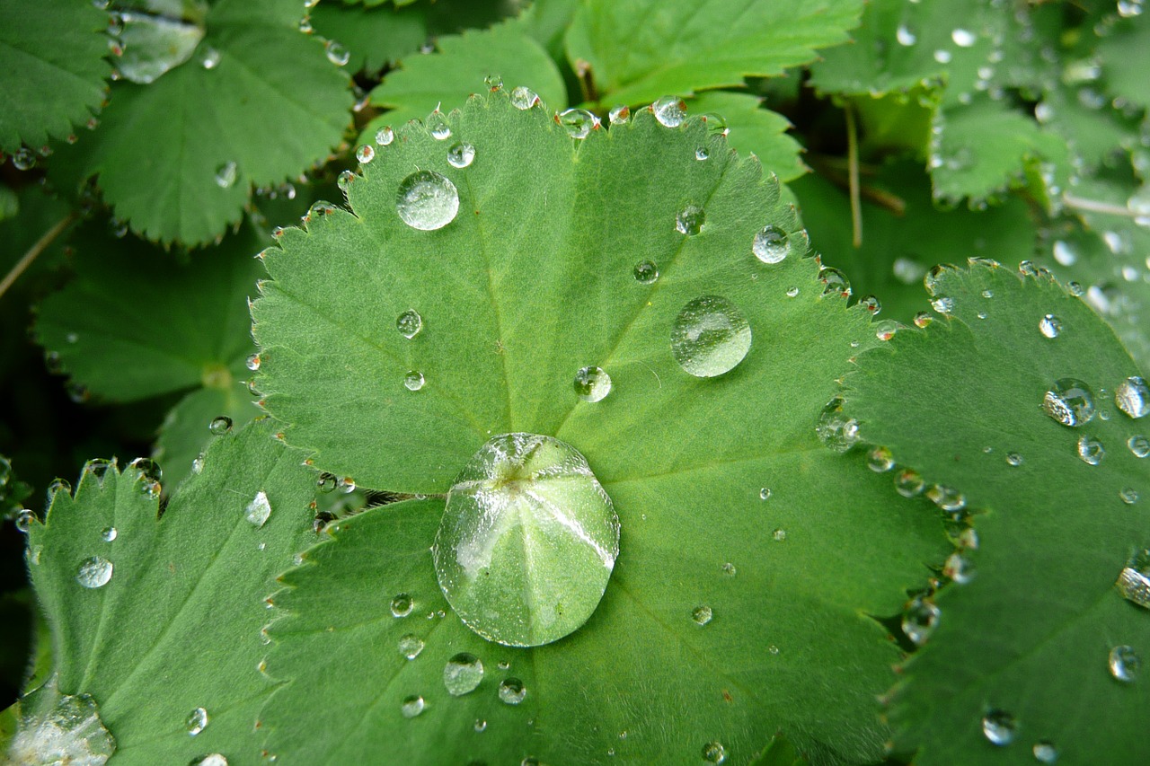 macro drop of water green leaf free photo