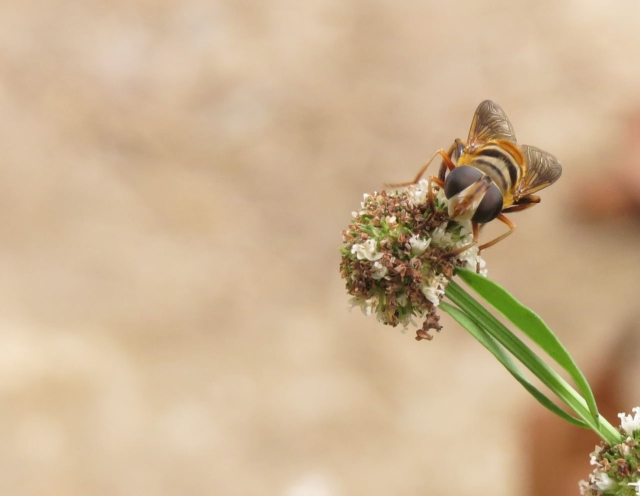 macro bee nectar free photo