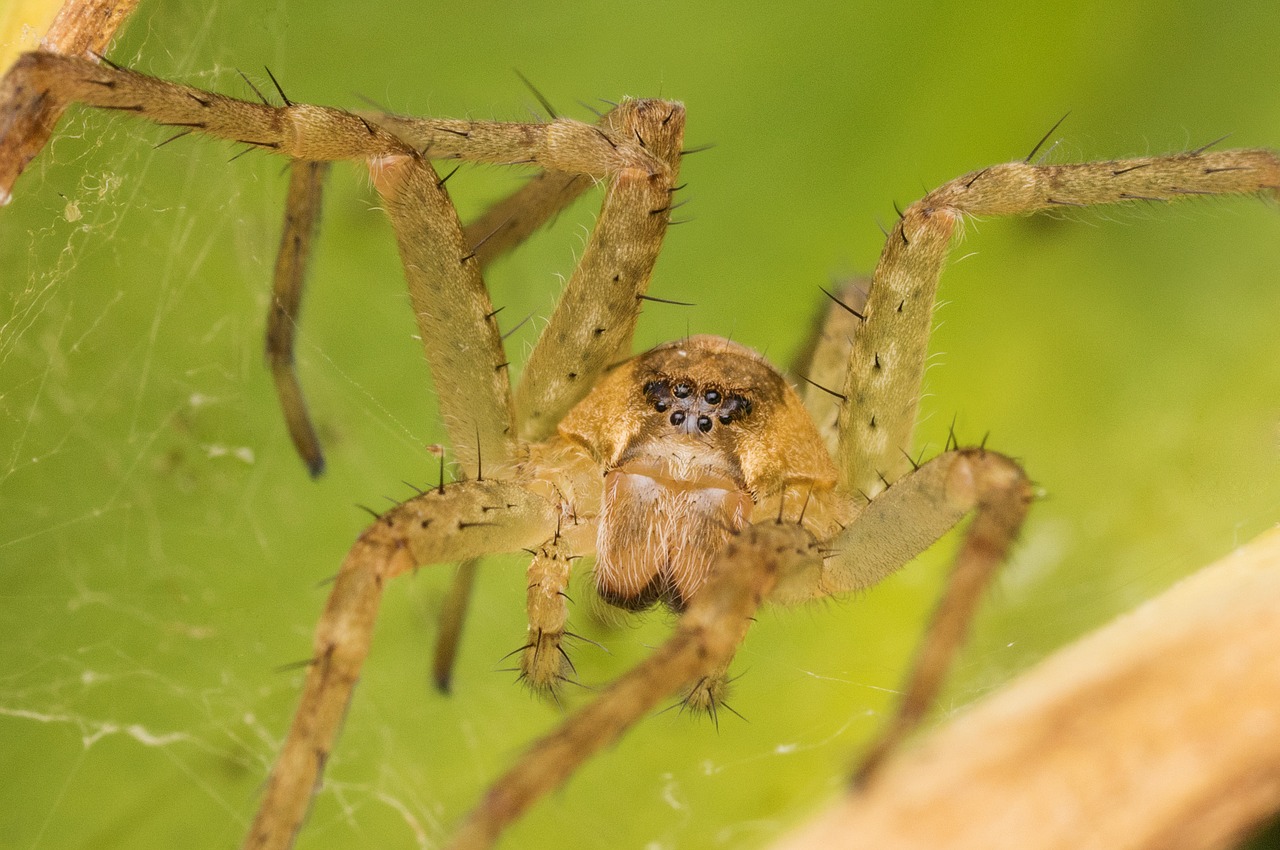 macro bug spider free photo