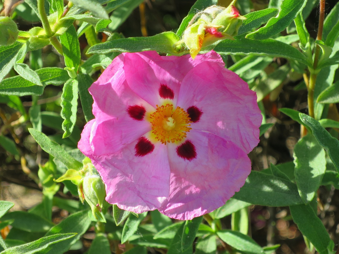 macro flower pink free photo