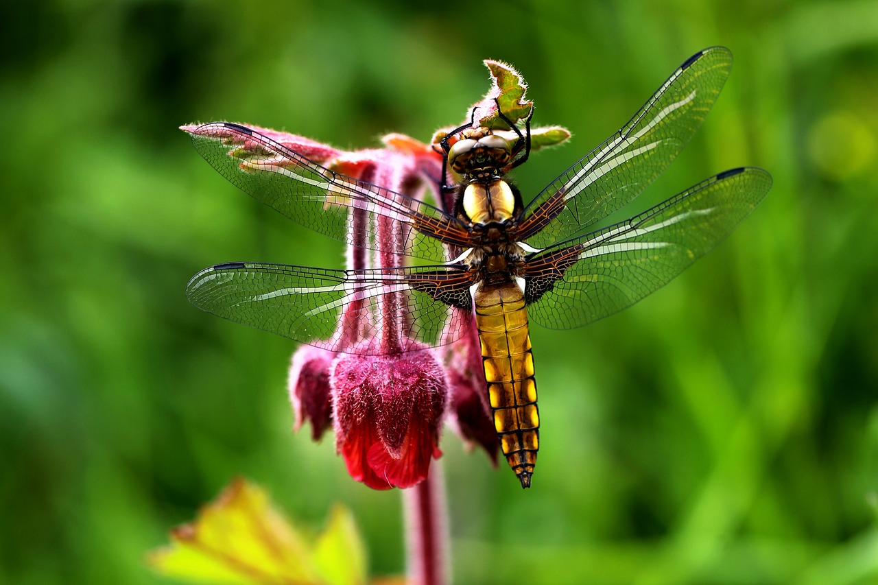 macro nature flowers free photo