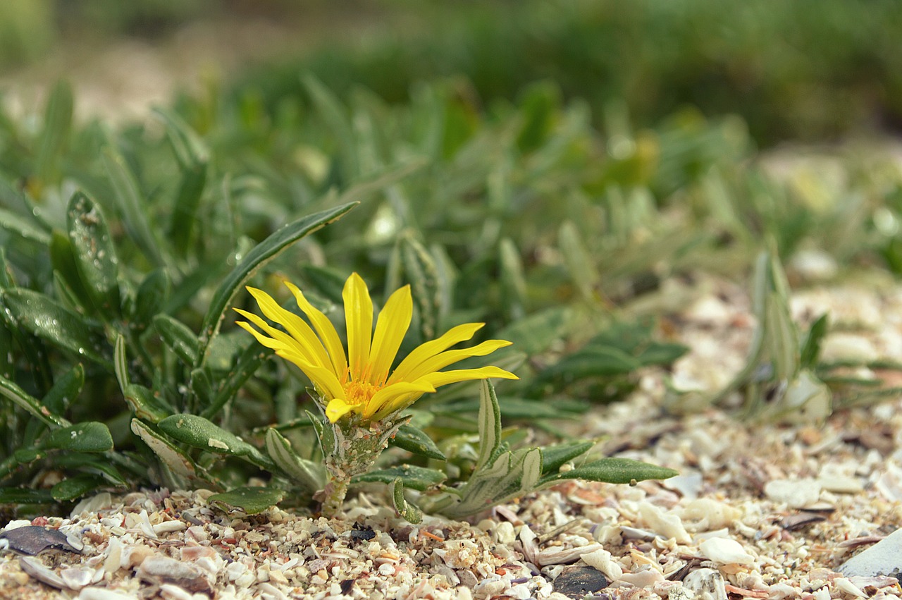 macro flower yellow free photo