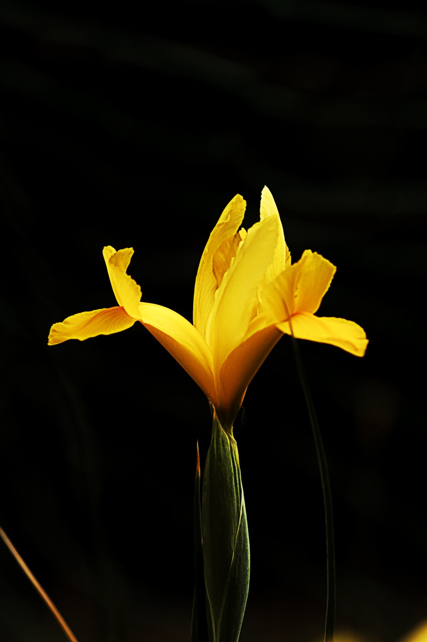 macro flowers closeup free photo