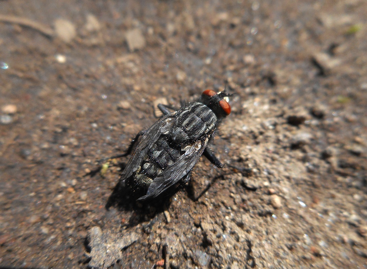 fly macro insects free photo