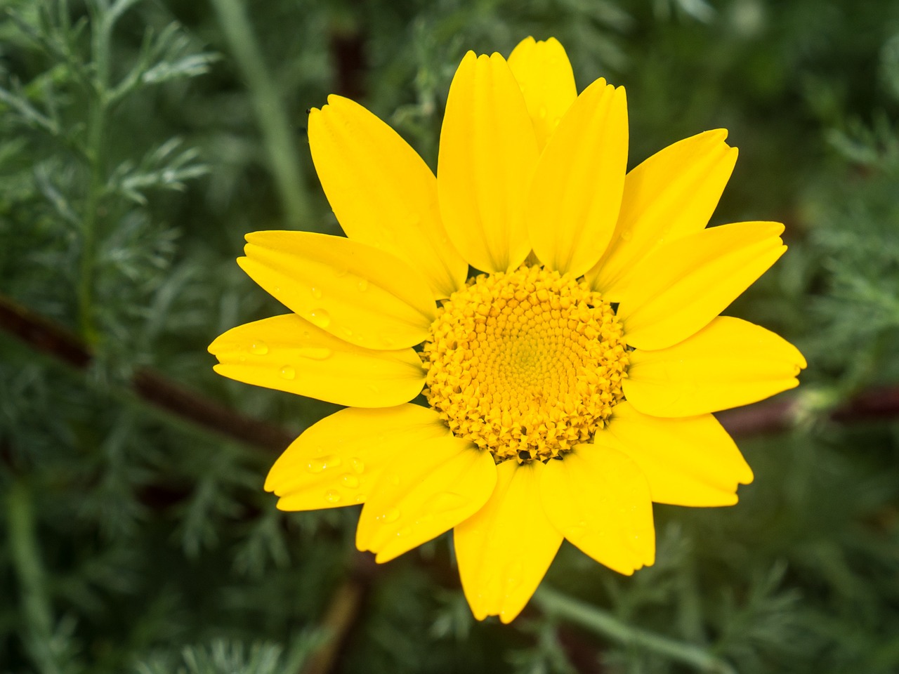 macro flower yellow free photo