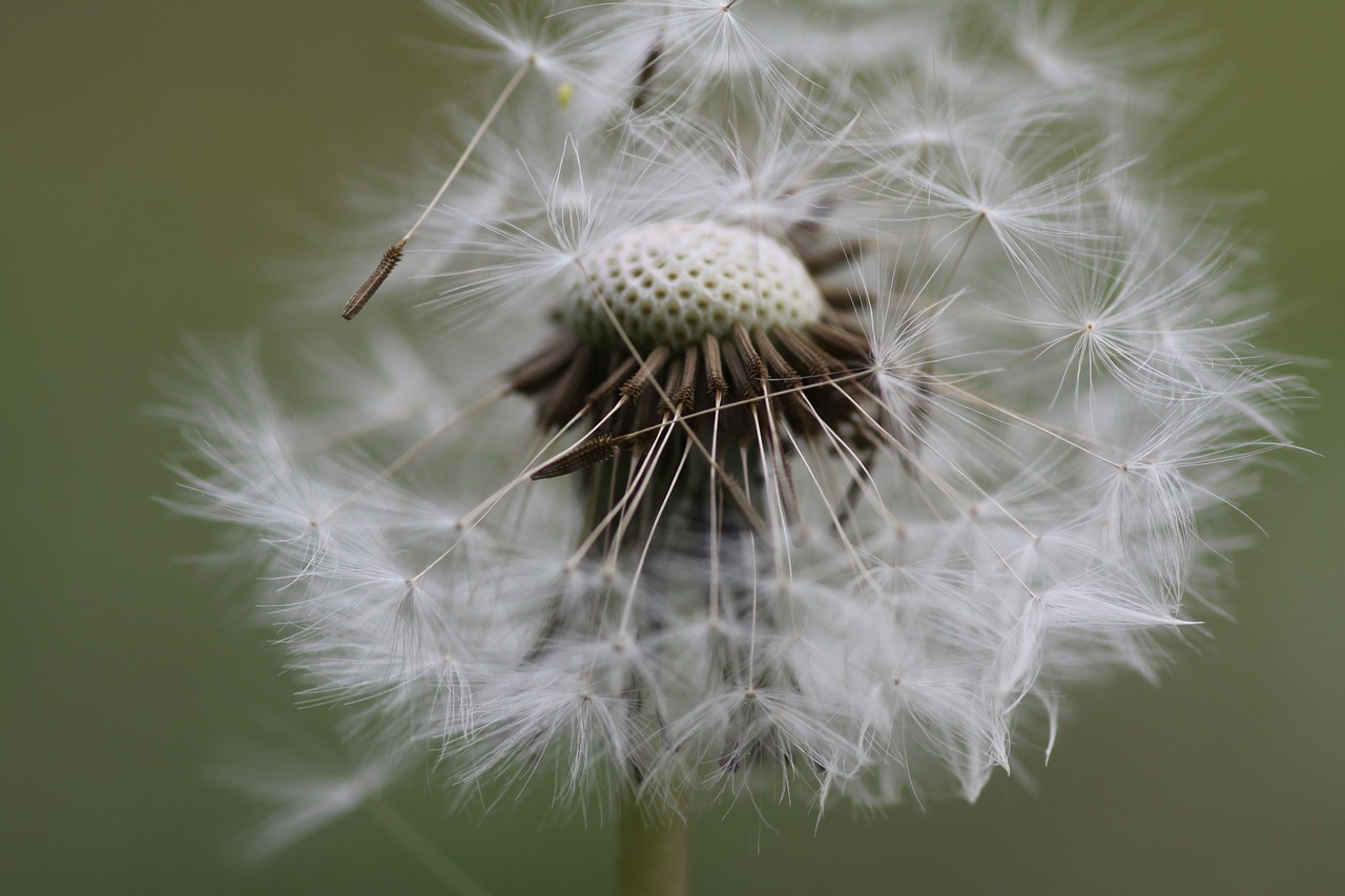 macro dandelion flower free photo