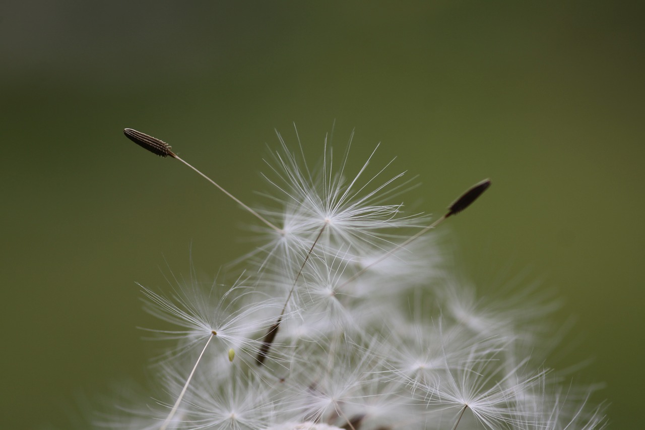 macro dandelion flower free photo