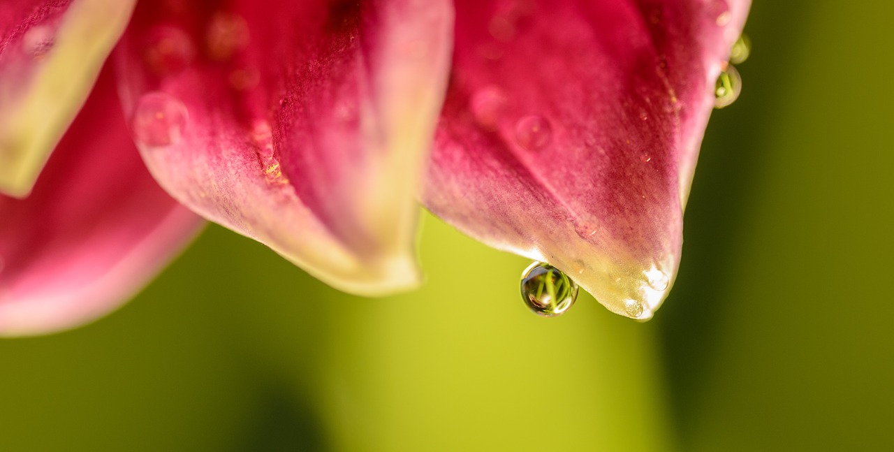 macro water drop free photo