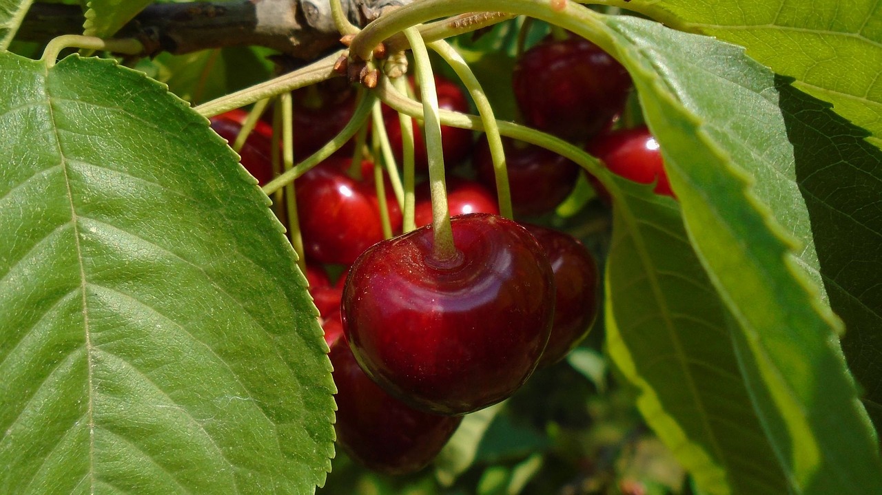 macro plant fruit free photo