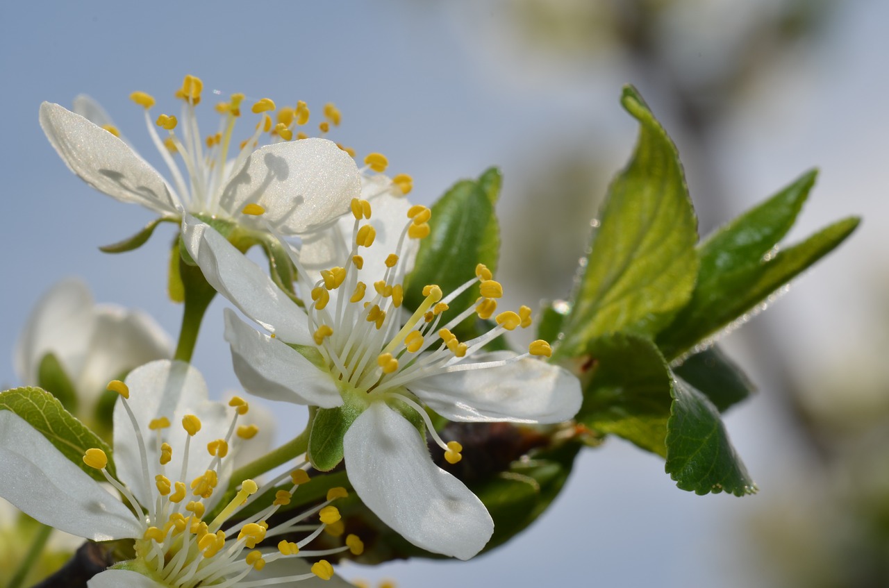 macro flower spring free photo