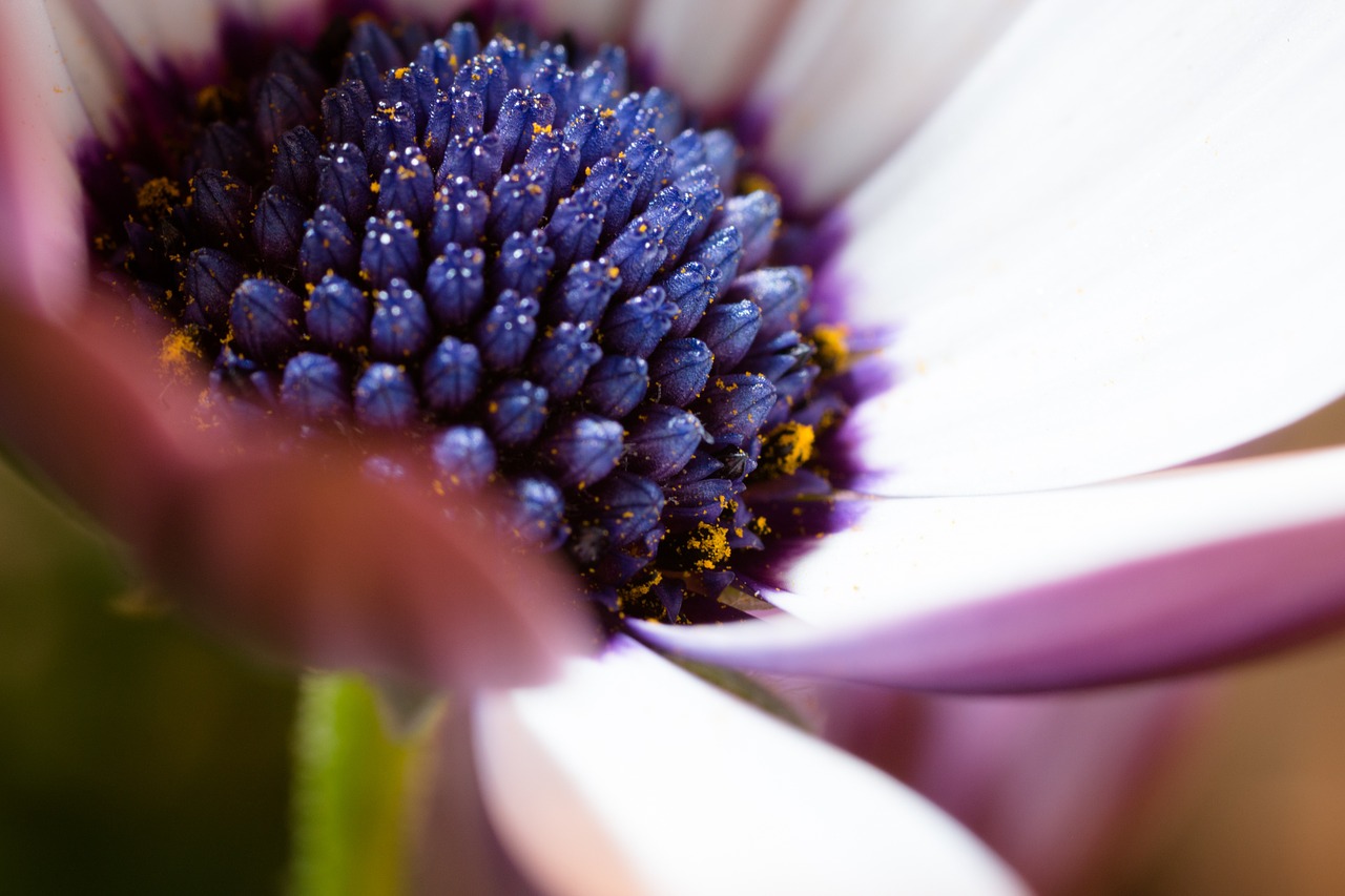 macro osteospermum ecklonis cape basket free photo