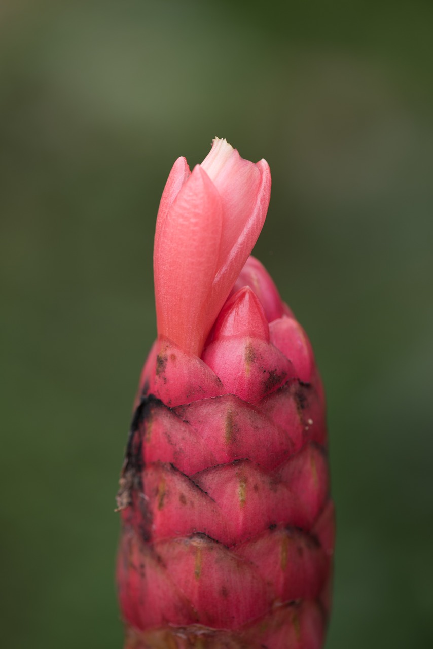 macro flower nature free photo