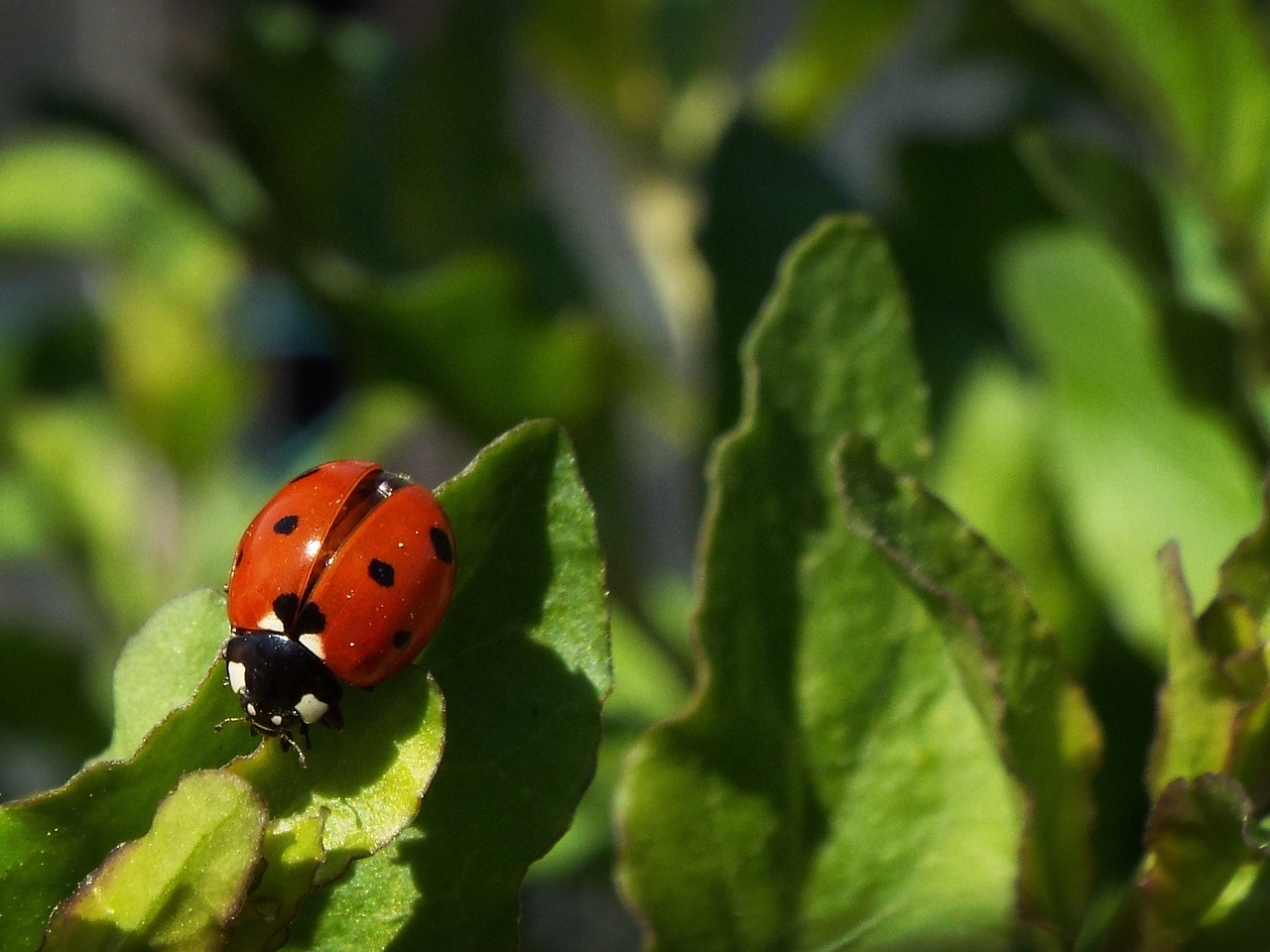 macro ladybug garden free photo