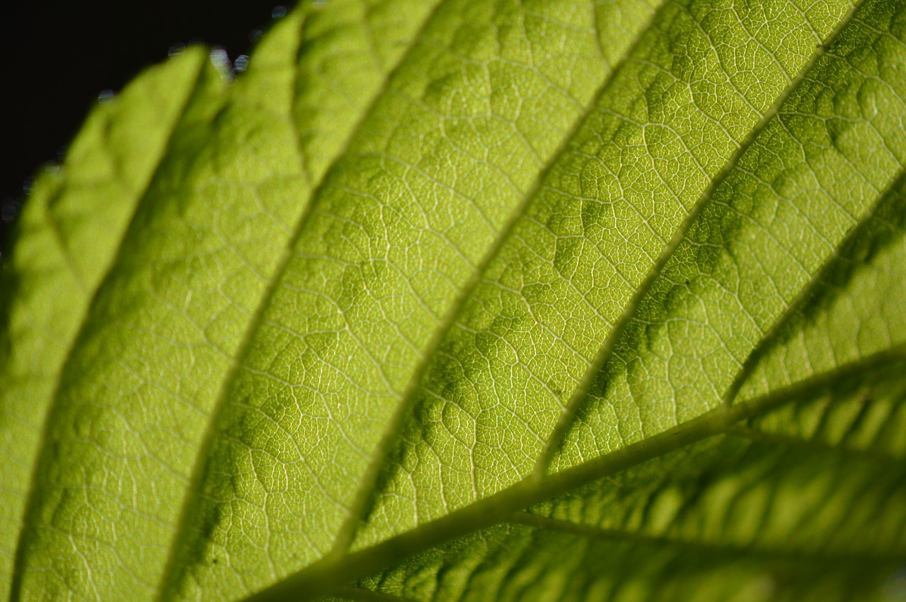 chlorophyll leaf macro free photo